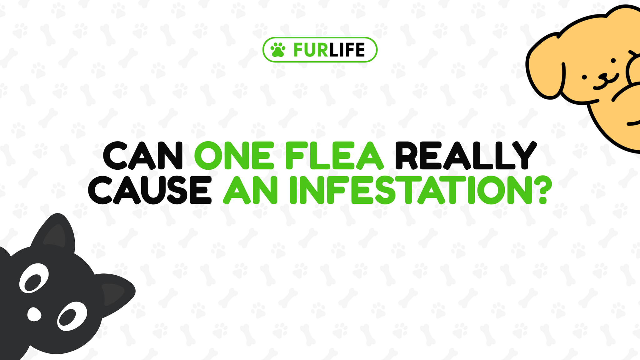 Can One Flea Cause an Infestation?