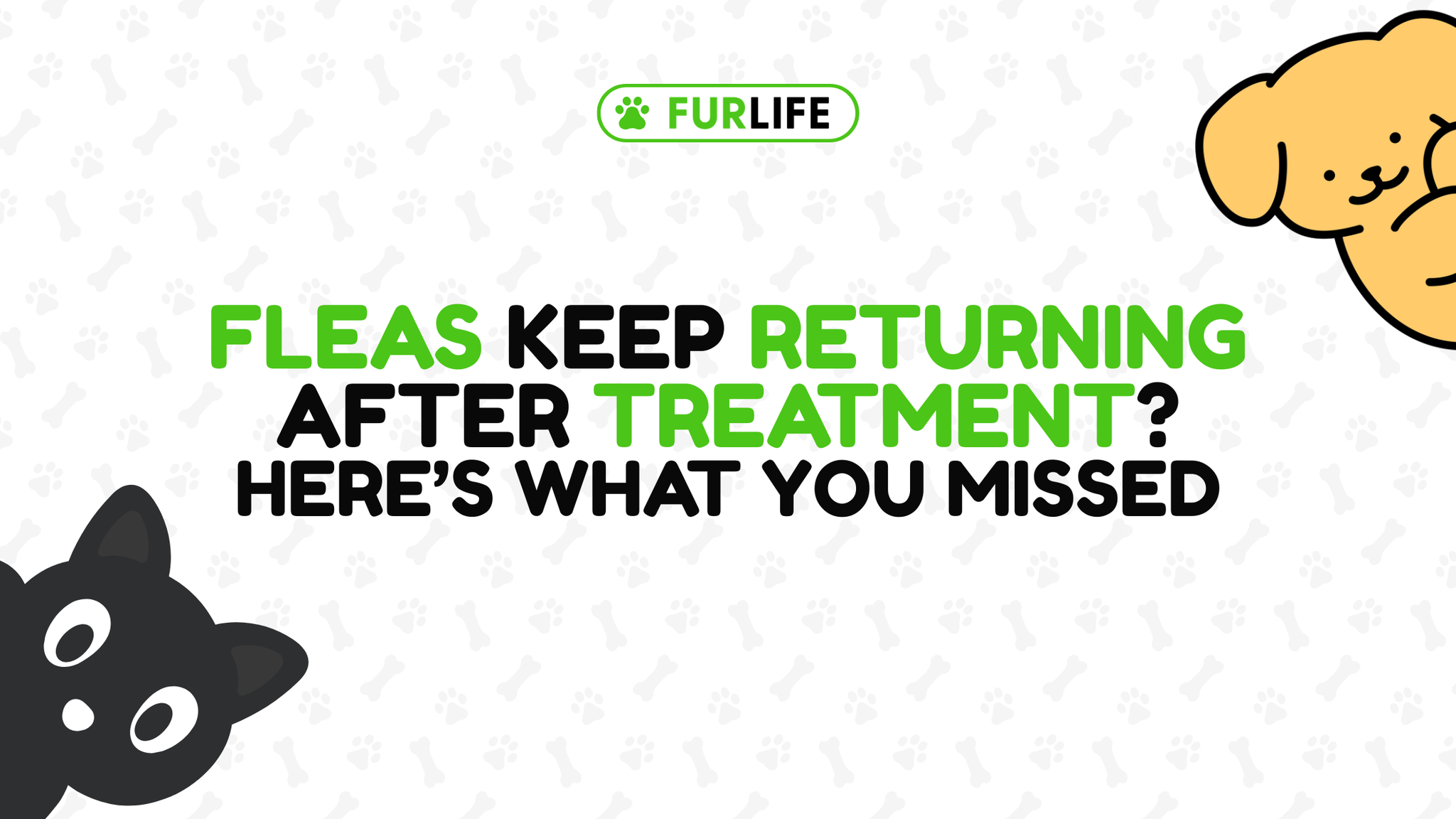 Why do fleas keep coming back after treatment?