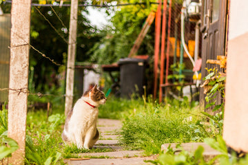 Does Tea Tree Oil Kill Fleas on Cats?