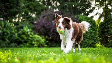 dog playing in the garden with the ball