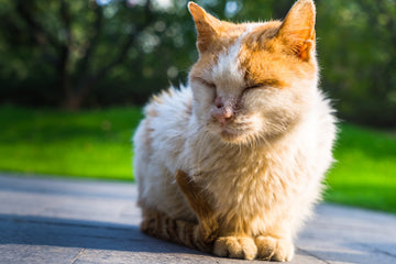 Does Cedarwood Oil Kill Fleas on Cats?