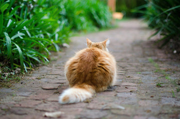 home remedies for fleas on cats