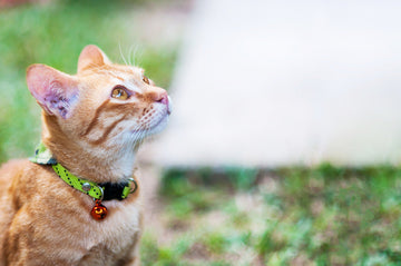 Does Peppermint Oil Kill Fleas on Cats? Vet Facts + Better Protection