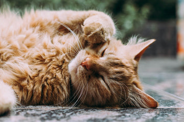 Coconut Oil for Fleas on Cats: Does it Work? Vet Insights & Safe Usage Guide