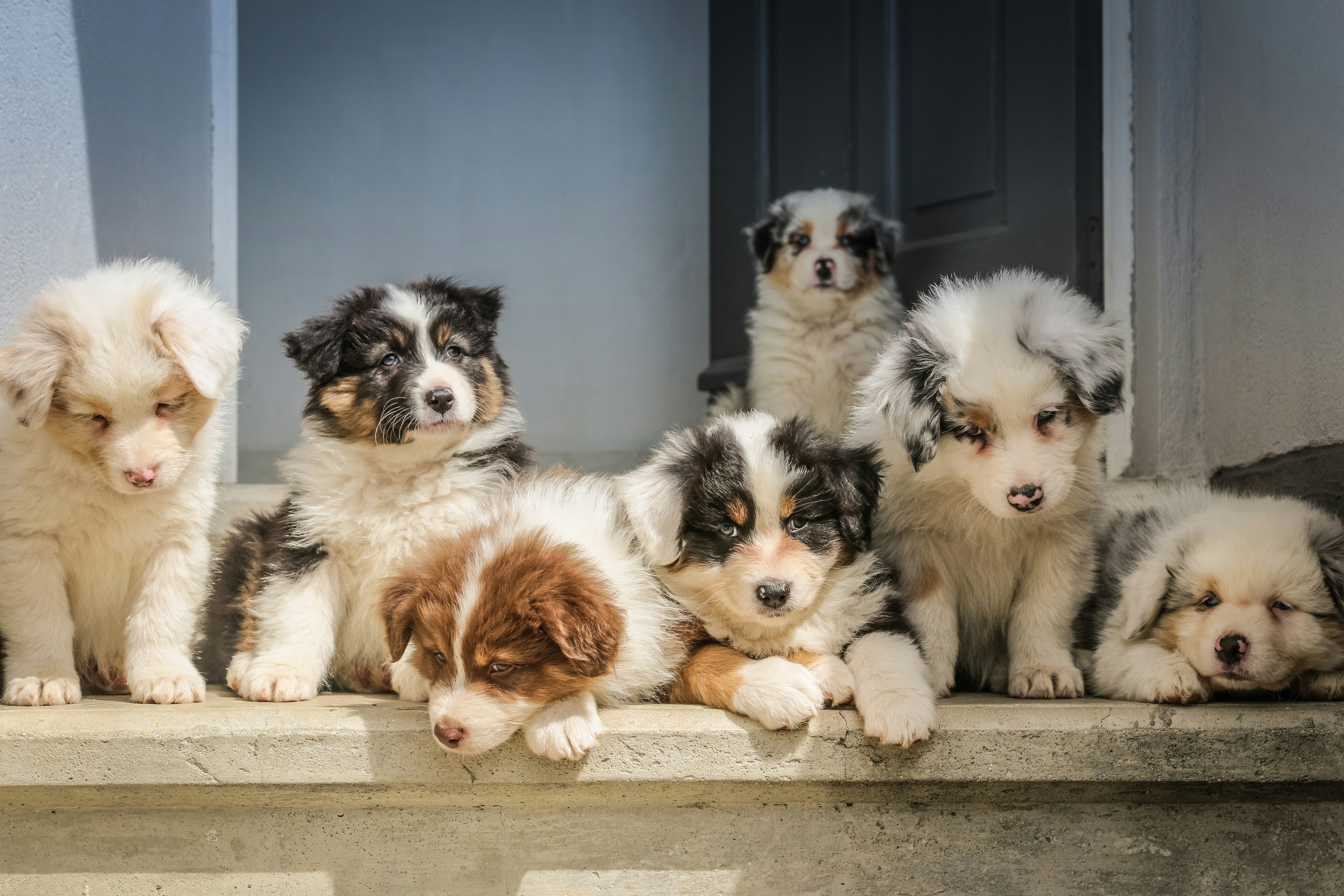 Puppies Getting Sick From New Apple Varieties preview