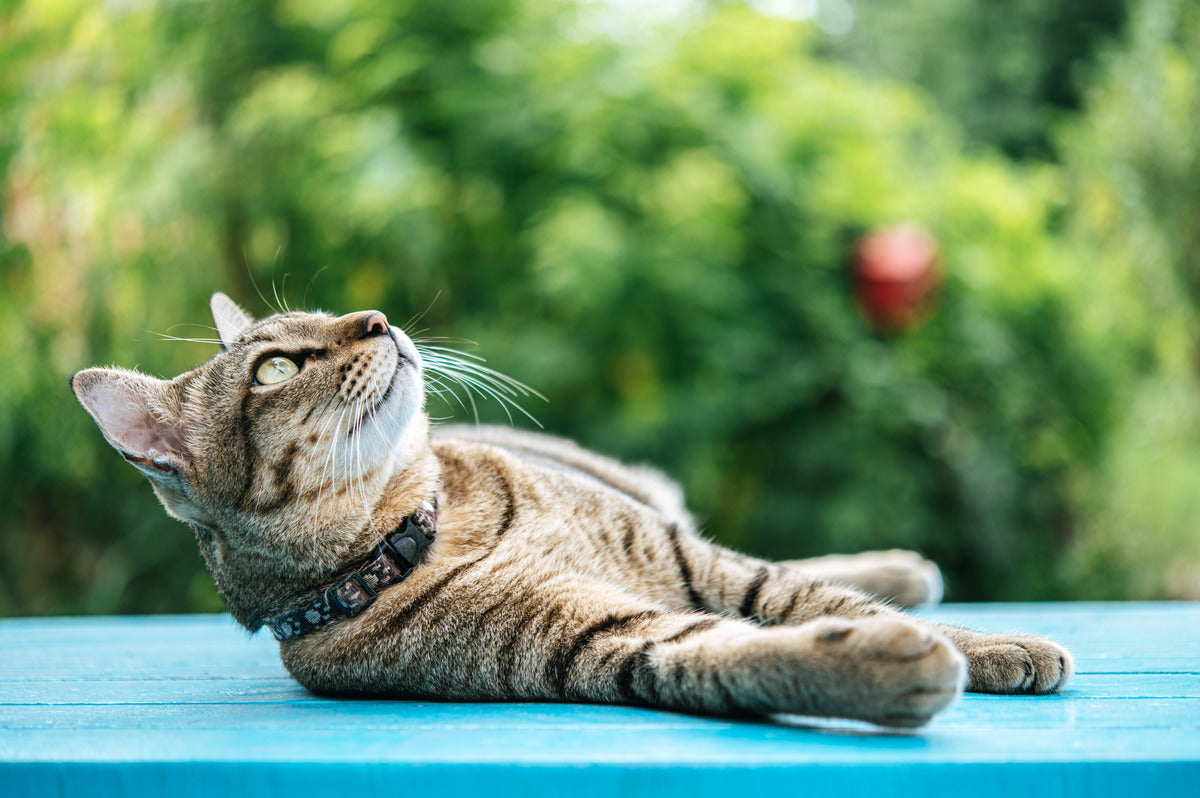 Beautiful view of Vinegar Based Flea Treatment For Cats