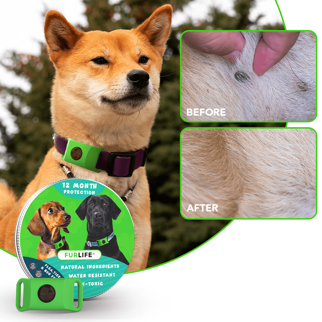 FurLife™ - 12 Months All Natural Flea and Tick Tags for Dogs