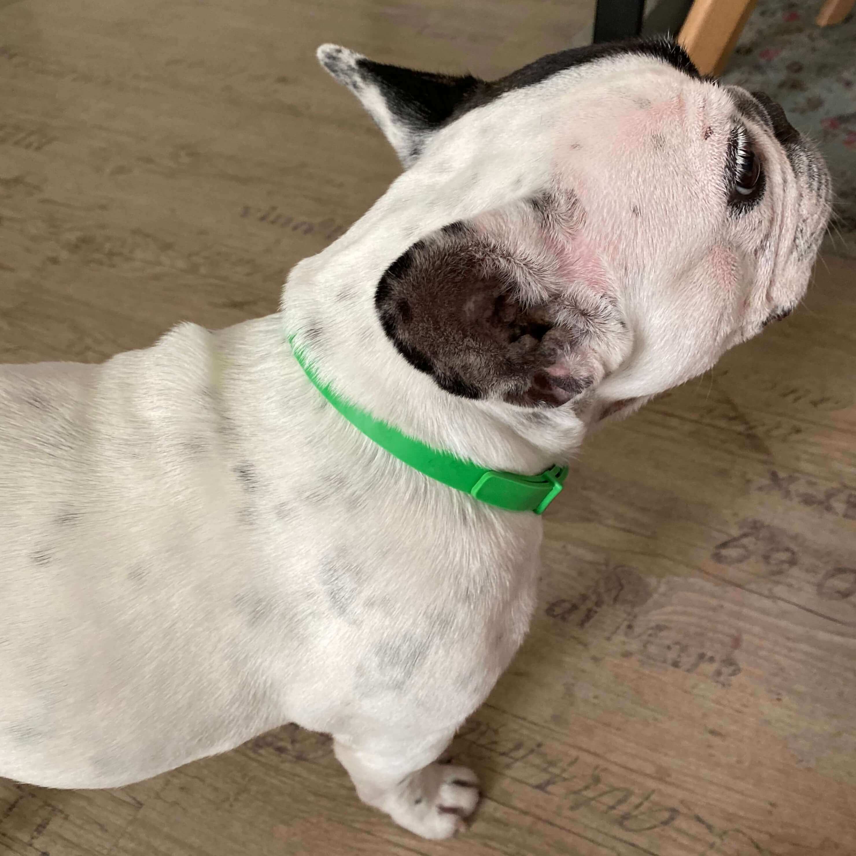 FurLife™ - 8 Months All Natural Flea and Tick Collar for Dogs