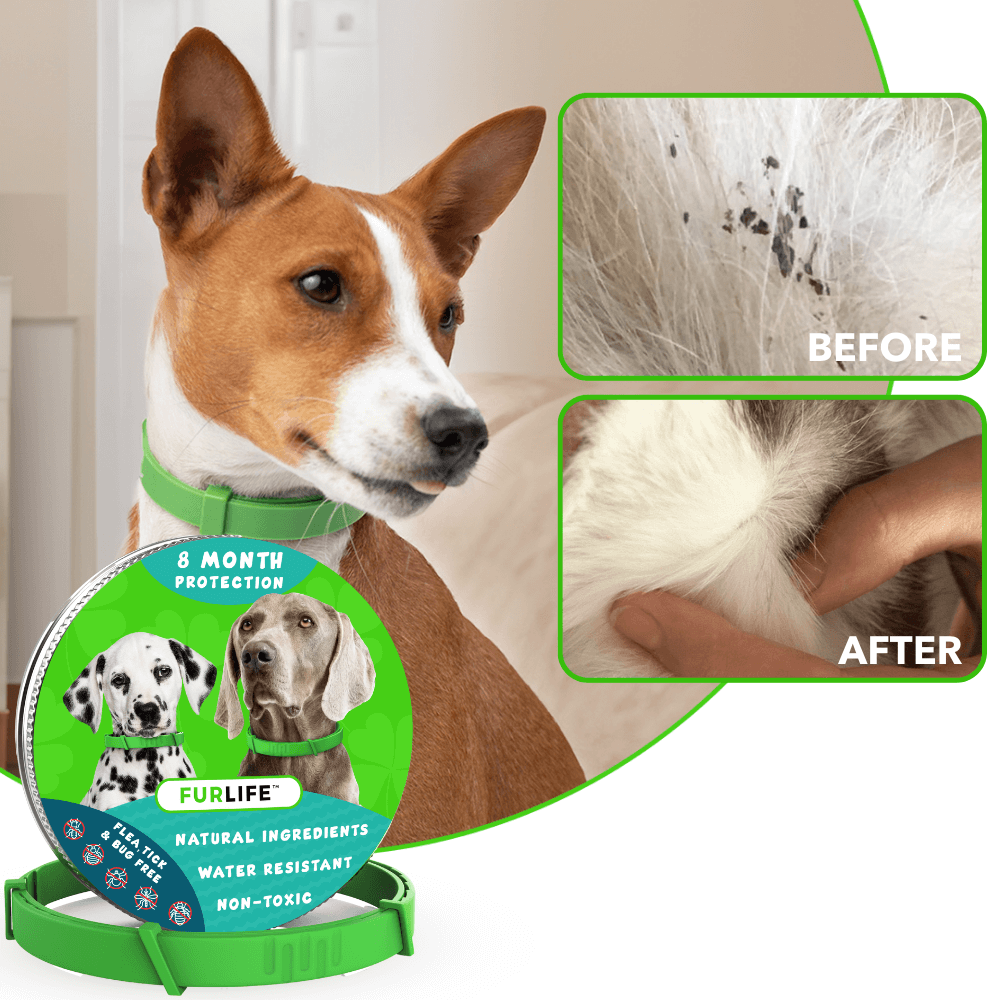 Dewel anti flea and tick collar online