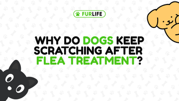 Why does my dog keep scratching even after flea treatment?