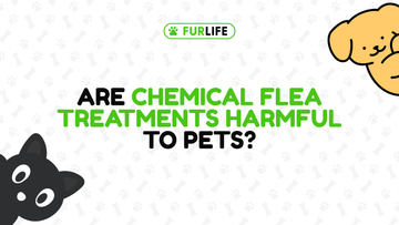 Are Chemical Flea Treatments Harmful to Pets?