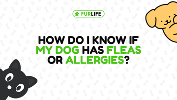 How do I know if my dog has fleas or allergies?