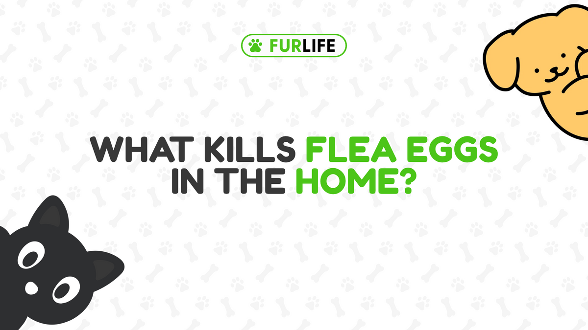 What Kills Flea Eggs in the Home?