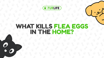 What Kills Flea Eggs in the Home?