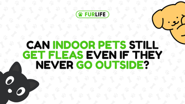 Can Indoor Pets Still Get Fleas?