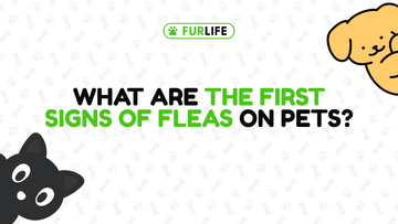 What Are the First Signs of Fleas on Pets?