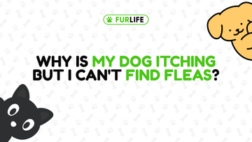 Why Is My Dog Itching but I Can't Find Fleas?