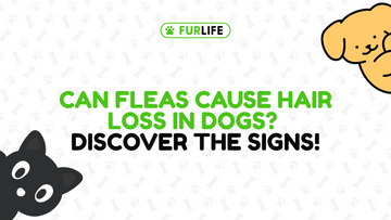 Can Fleas Cause Hair Loss in Dogs?