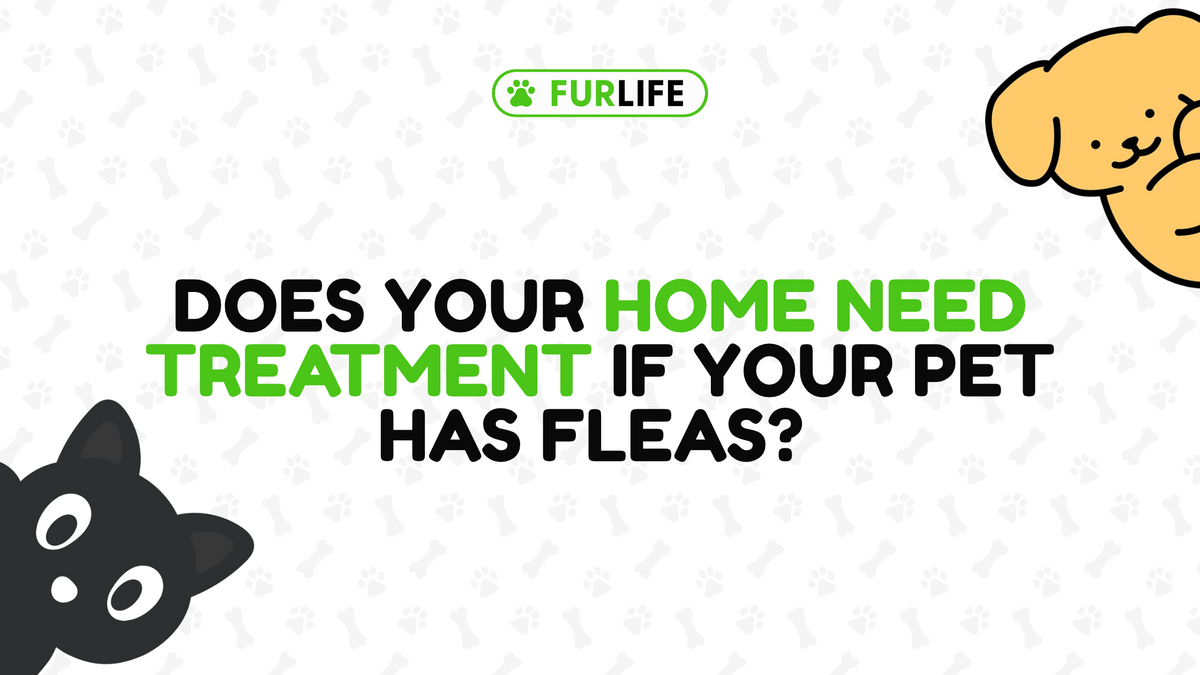 Do I Need to Treat My House If My Pet Has Fleas?