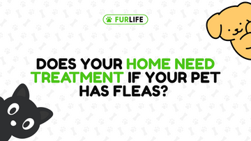 Do I Need to Treat My House If My Pet Has Fleas?
