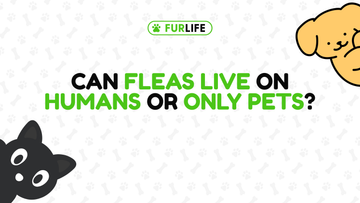 Can fleas live on humans or only pets?