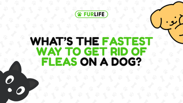 What is the fastest way to get rid of fleas on a dog?