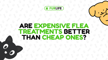 Are Expensive Flea Treatments Better Than Cheap Ones?