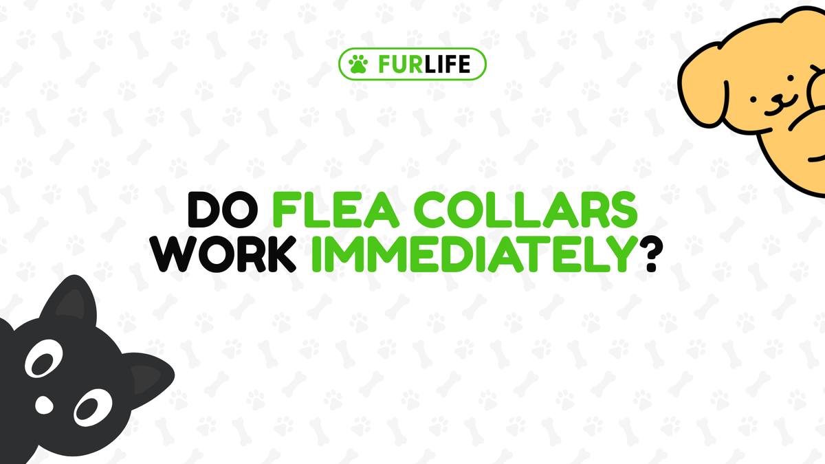 Do Flea Collars Work Immediately?