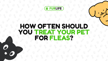How Often Should I Treat My Pet for Fleas?