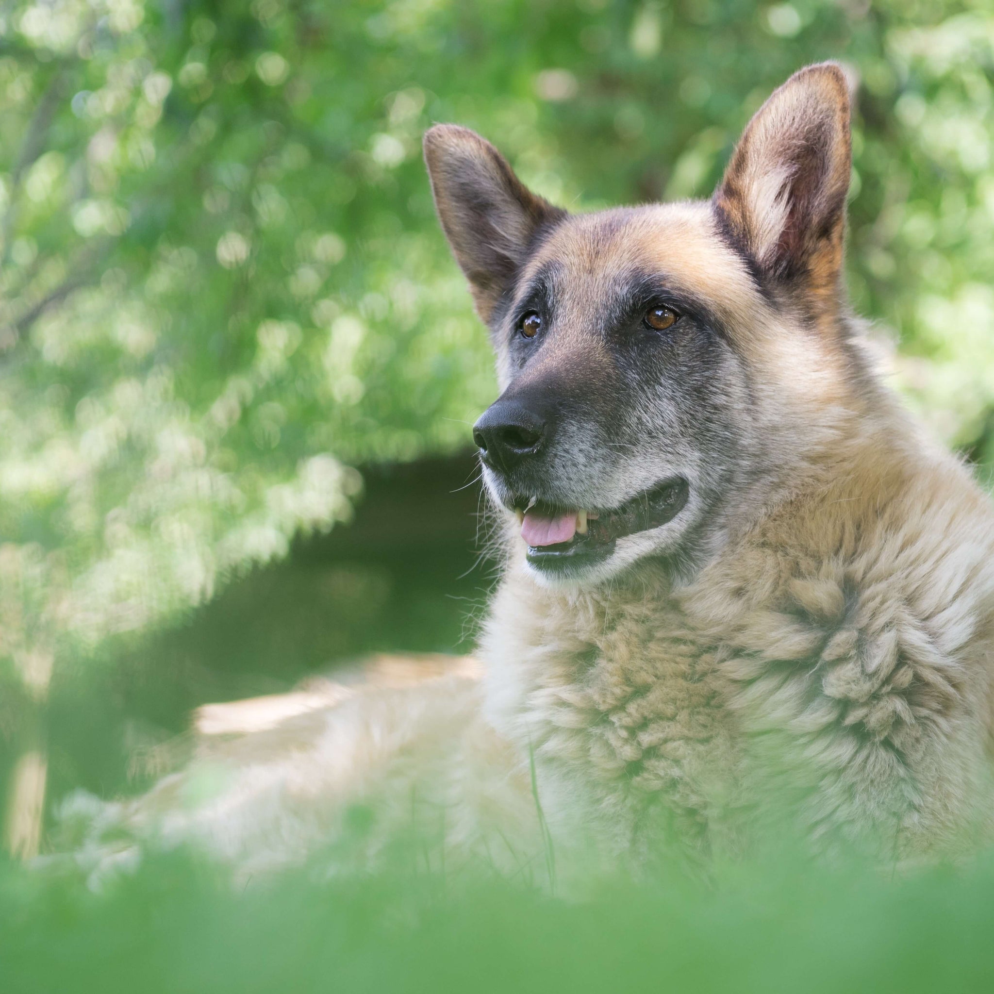 4 Tips to Help Your Senior Dog Stay Mobile