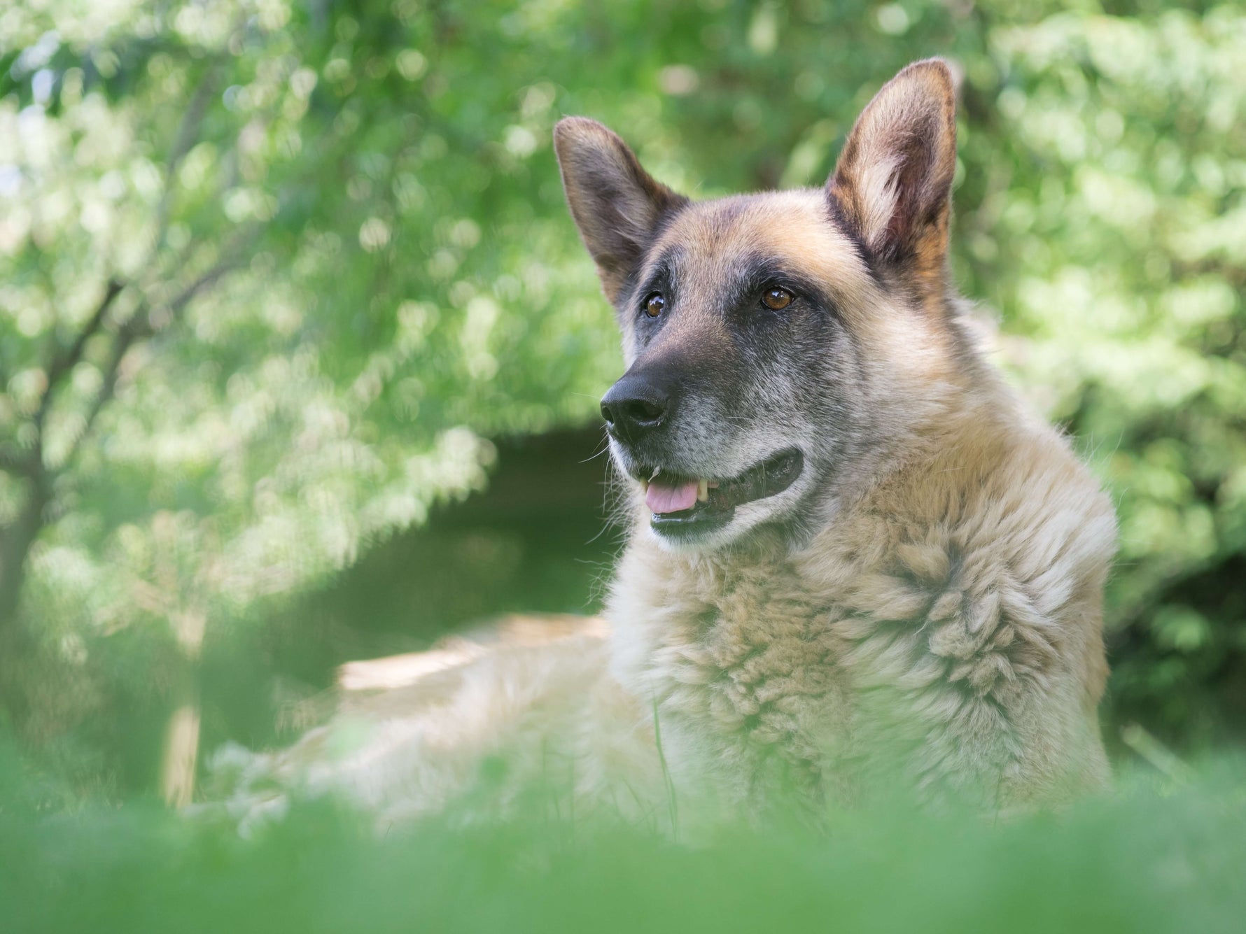 Unveiling The Reasons Behind Your Senior Dog’s Odor: Causes And Solutions