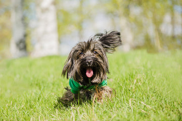 do calming colar work on dogs