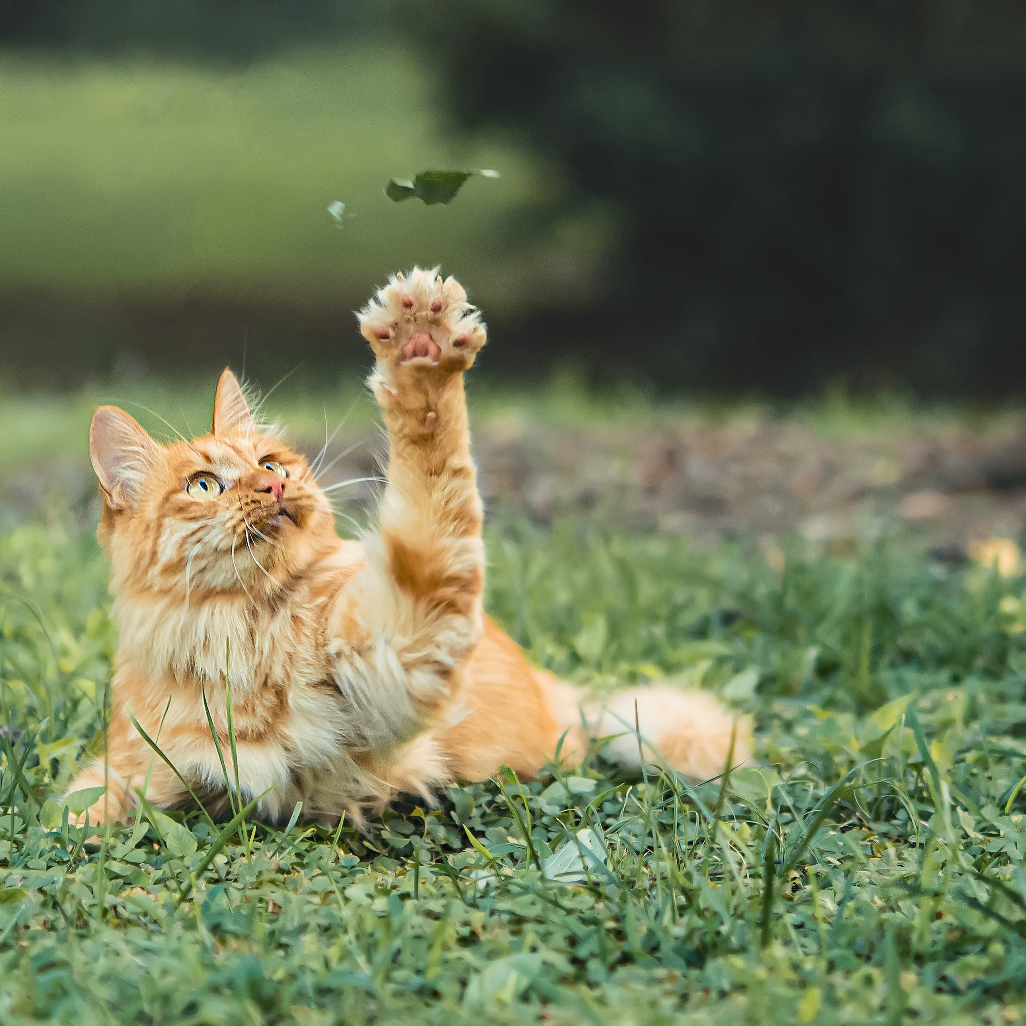 does baking soda kills fleas on cats