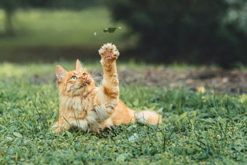 does baking soda kills fleas on cats