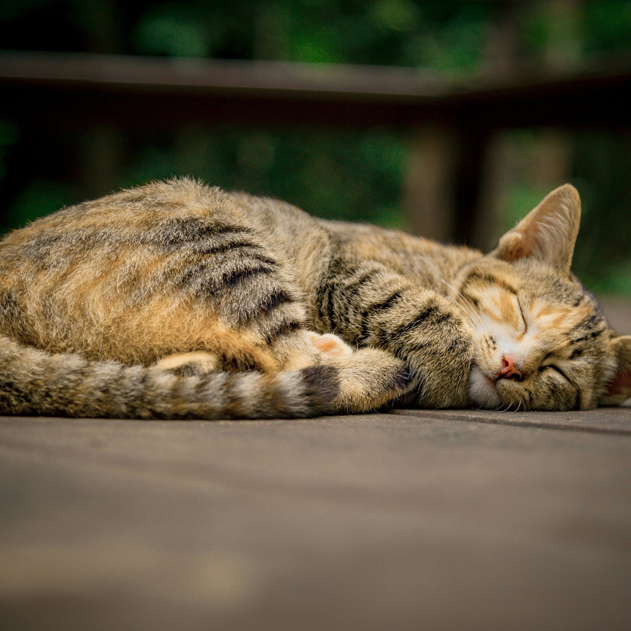 does lemon juice kill fleas on cats