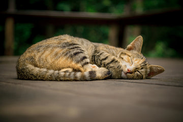 does lemon juice kill fleas on cats
