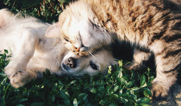 Natural Home Remedies for Fleas and Ticks: Do They Really Work?