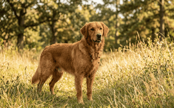 dog walking in the nature golden retriever