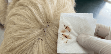 flea dirt on a dog