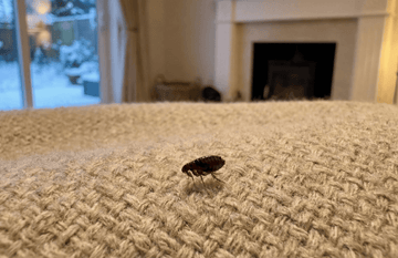 flea surviving the winter living in the warm house