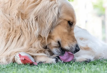 Can Fleas Give Your Pet Worms?