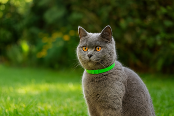 large kitten with furlife flea and tick collar