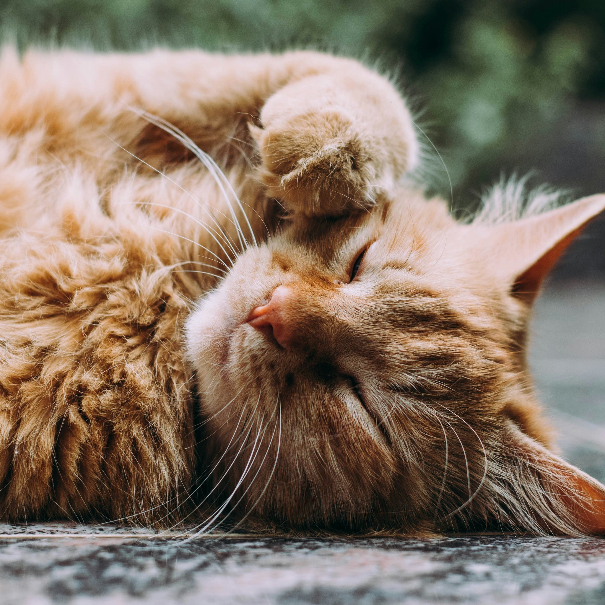 Coconut Oil for Fleas on Cats: Does it Work? Vet Insights & Safe Usage Guide