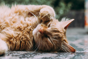 Coconut Oil for Fleas on Cats: Does it Work? Vet Insights & Safe Usage Guide