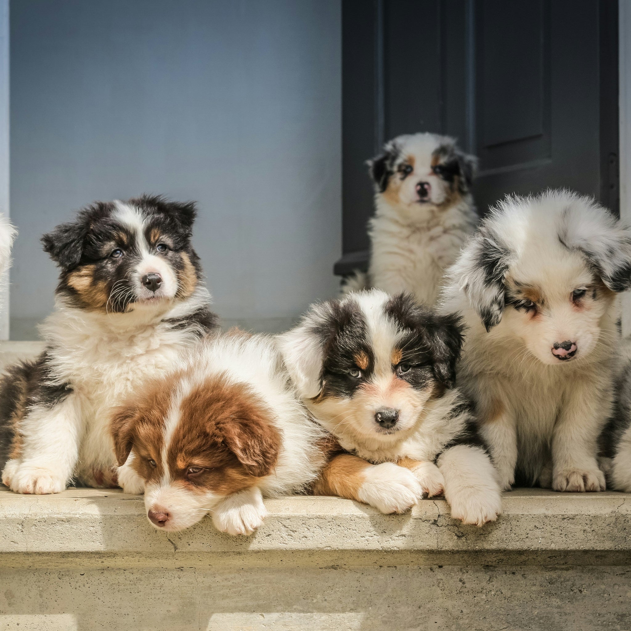 puppies laying on the stares