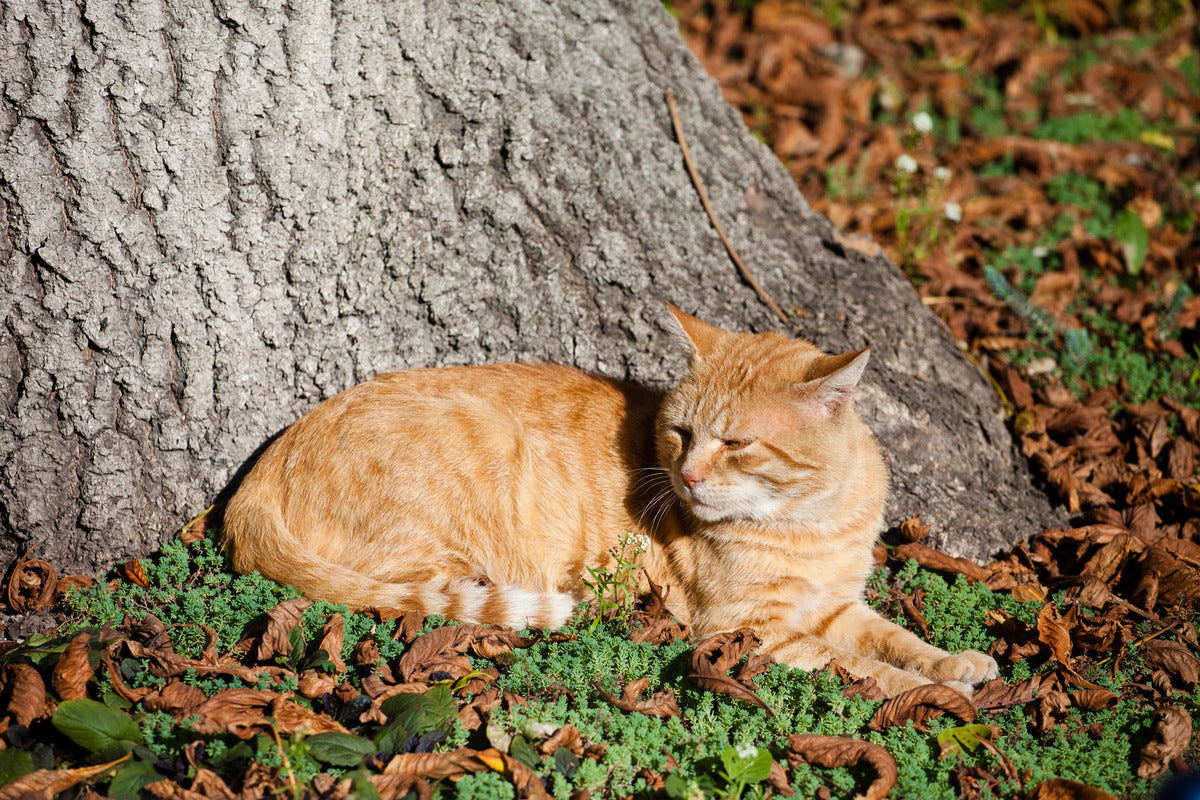 Essential Oils for Fleas on Cats: Safe Usage vs Risk + Better Flea Control