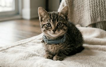 small kitten wearing a collar