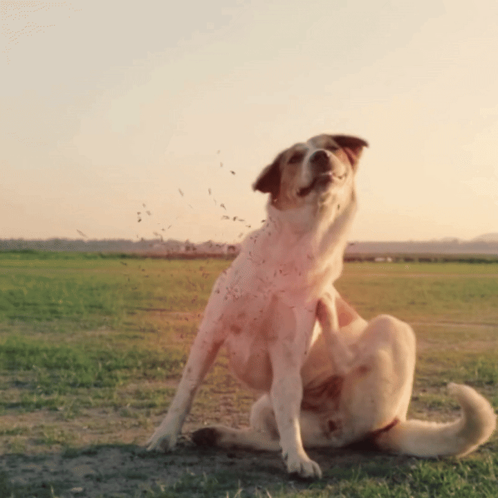 Flea cycle protection for dogs