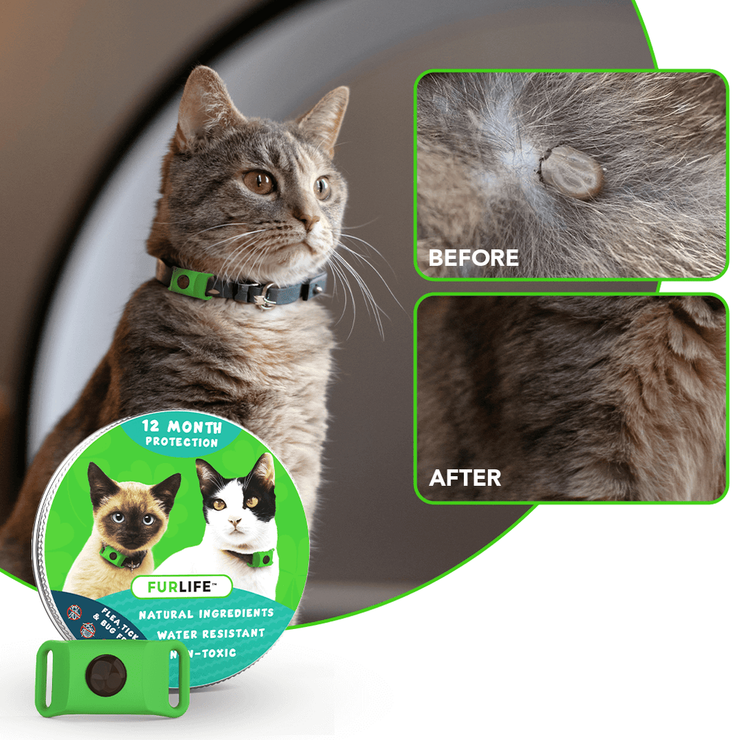 Curated visual reference: Fresh Look at Furlife Flea And Tick Prevention For Cats
