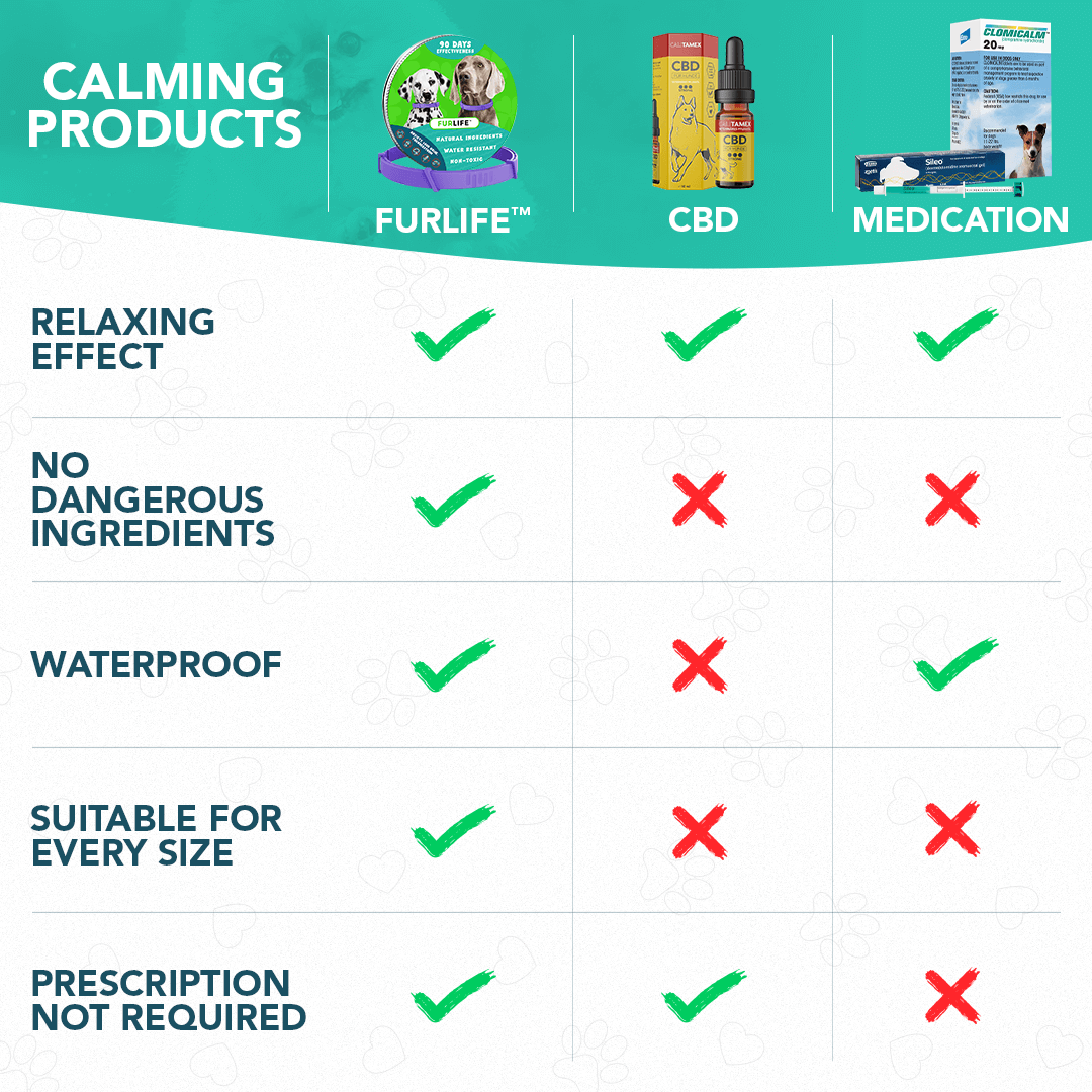 Feline Pheromone Collar Effectiveness photo